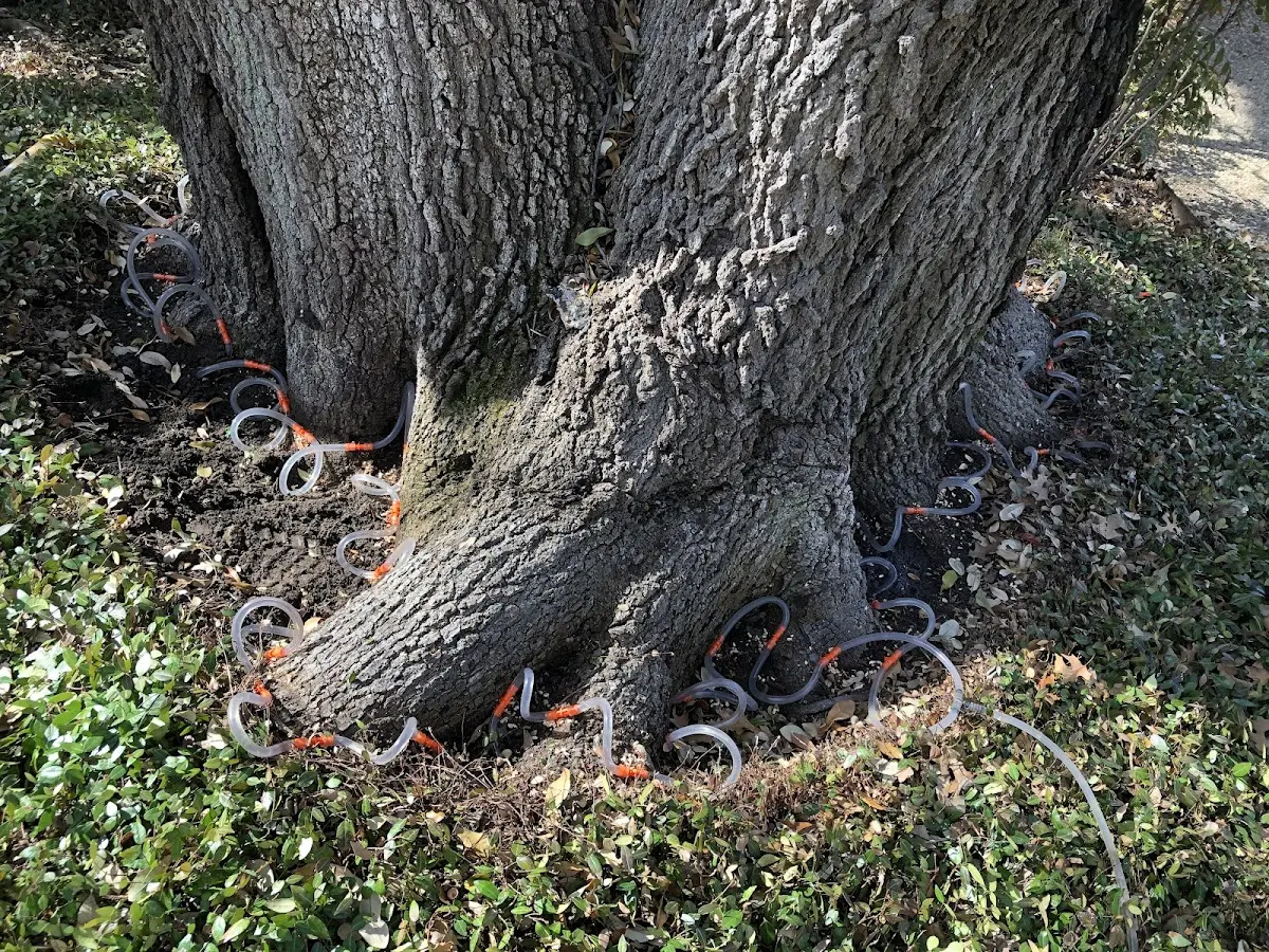 Detailed Tree Cabling and Bracing job site in Newhebron