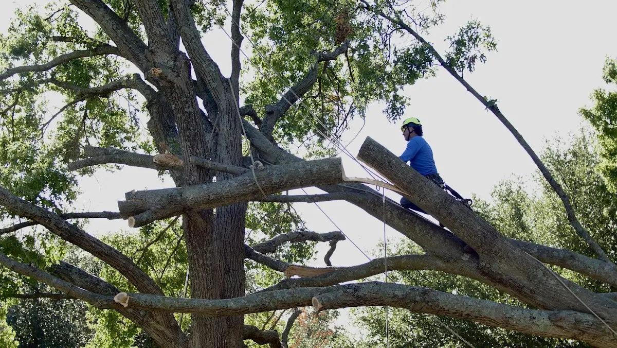 Professional Crown Thinning performed by certified arborists in Newhebron